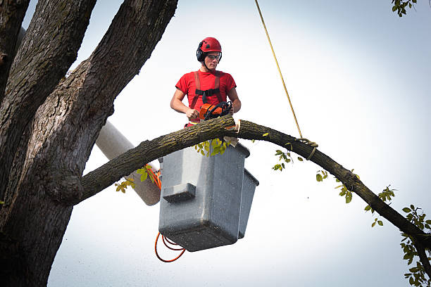 Emergency Storm Tree Removal in Pawnee, IL